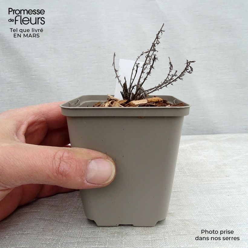 Amostra de Achillée millefeuille Hannelore Pahl Vaso de 8/9 cm tal como entregue no inverno