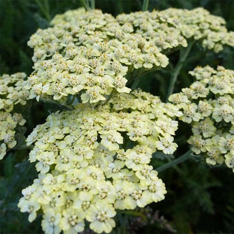 Achillea millefolium Hymne (Floração)