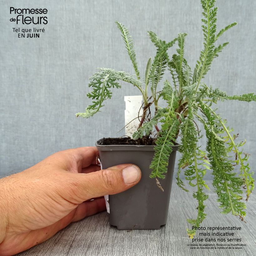 Amostra de Achillea millefolium Hymne Vaso de 8/9 cm tal como entregue no verão