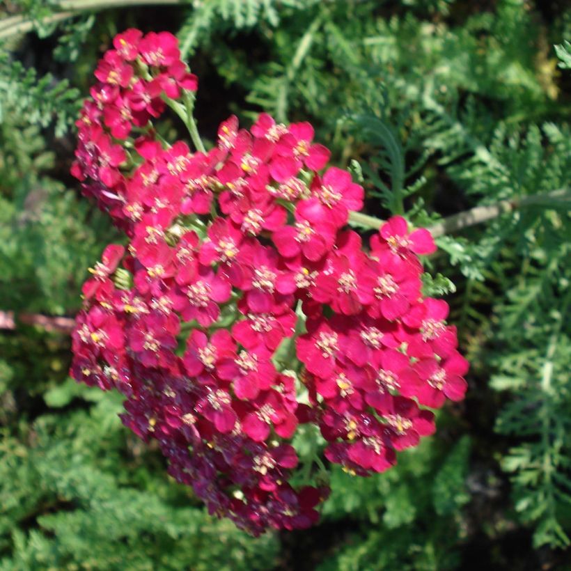Achillea millefolium Lachsschönheit (Floração)
