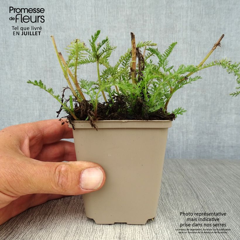 Amostra de Achillea millefolium Lachsschönheit Vaso de 8/9 cm tal como entregue no verão