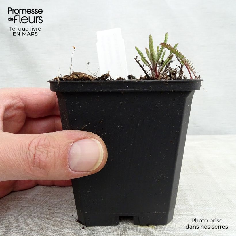 Amostra de Achillea millefolium Lachsschönheit Vaso de 8/9 cm tal como entregue no inverno