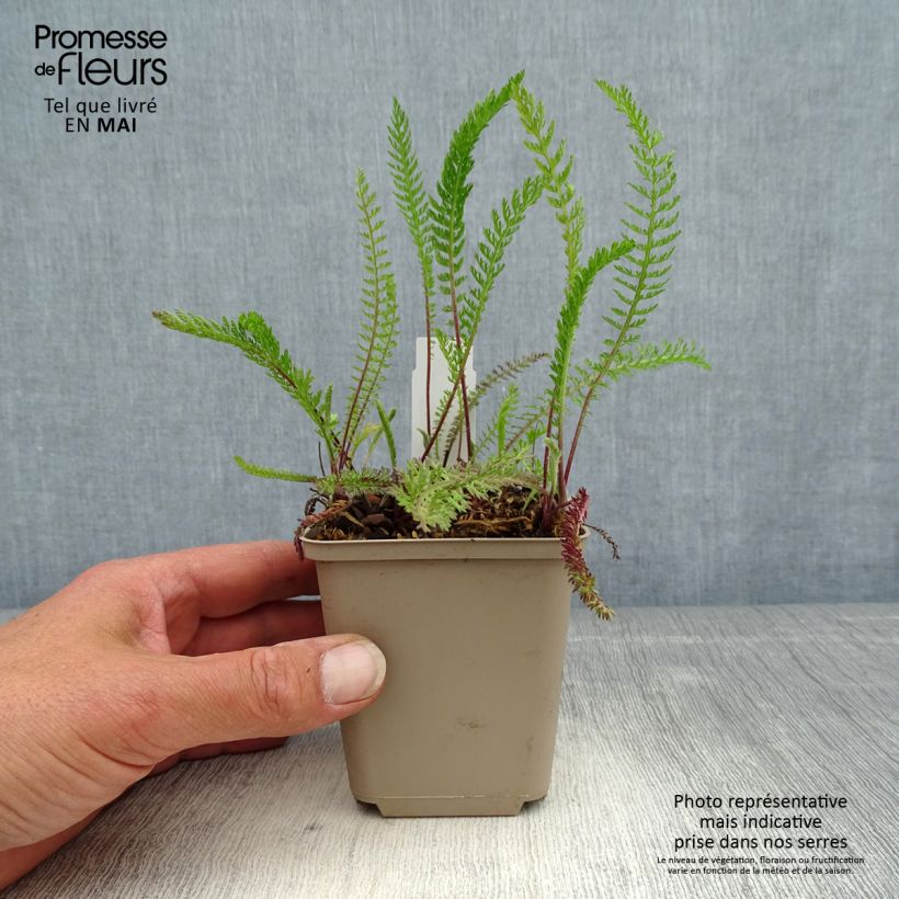 Amostra de Achillea millefolium Red Beauty Vaso de 8/9 cm tal como entregue na primavera