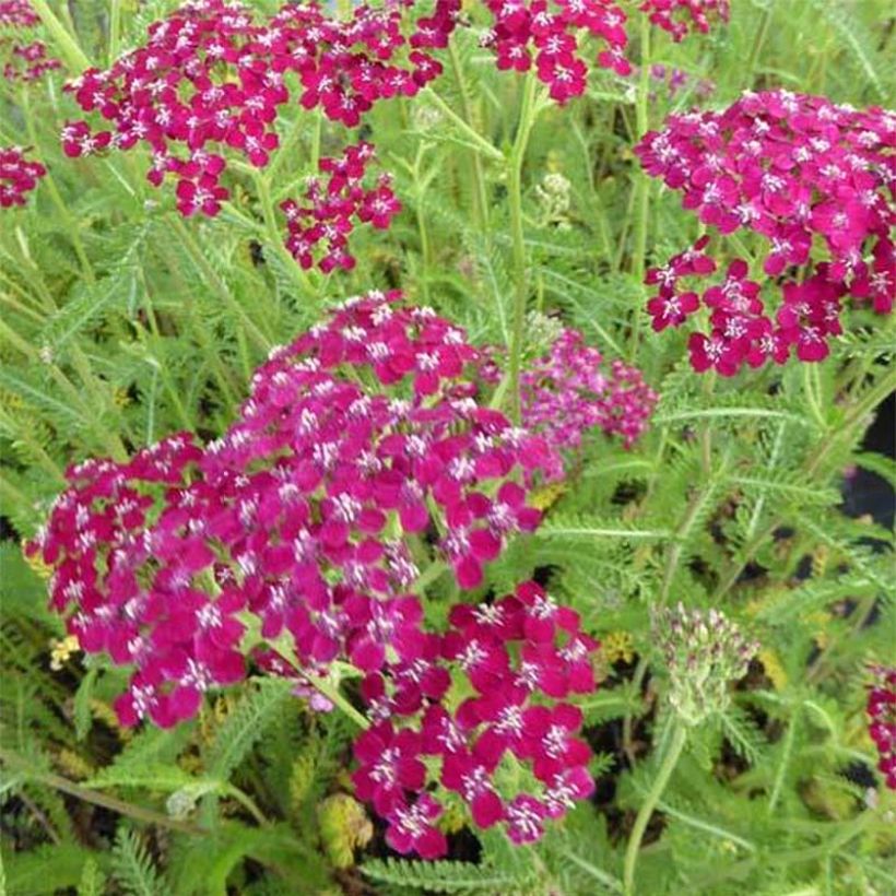 Achillea millefolium Sammetriese (Floração)