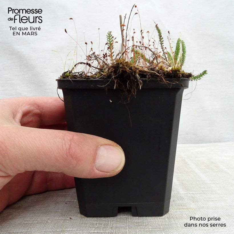 Amostra de Achillea millefolium Sammetriese Vaso de 8/9 cm tal como entregue na primavera