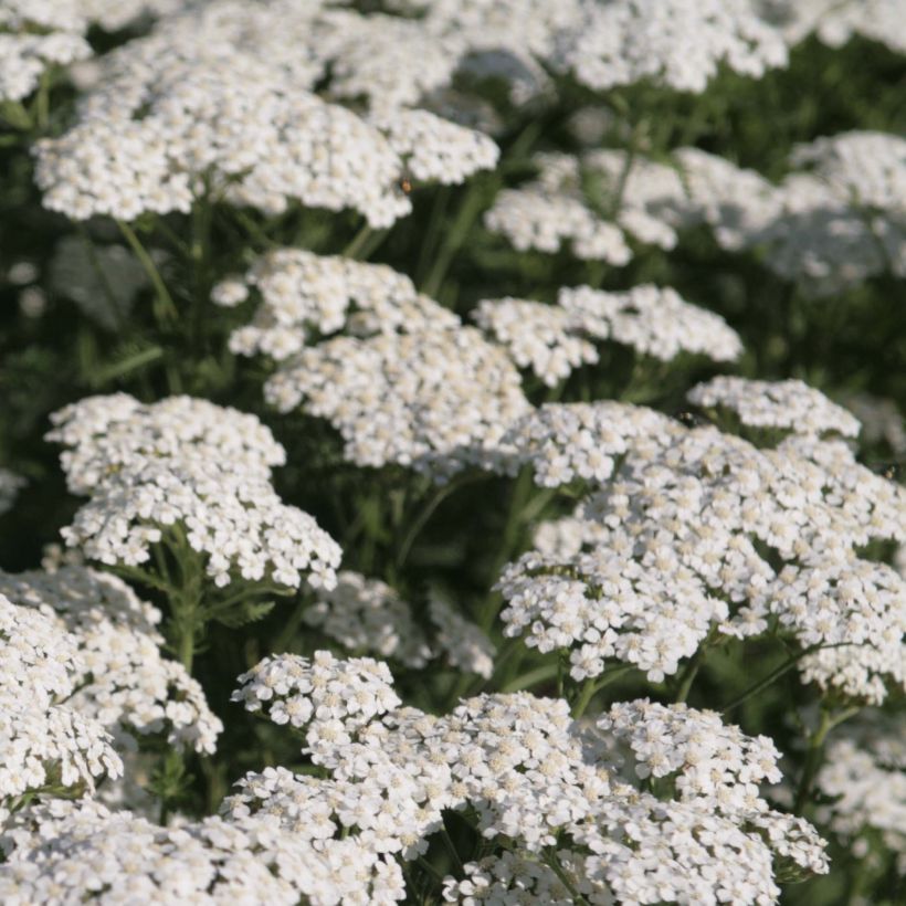 Achillea millefolium Schneetaler (Floração)