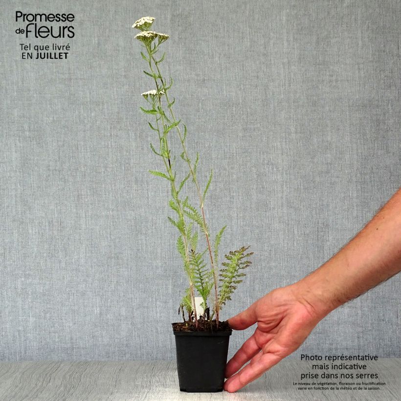 Amostra de Achillea millefolium Schneetaler Vaso de 8/9 cm tal como entregue no verão