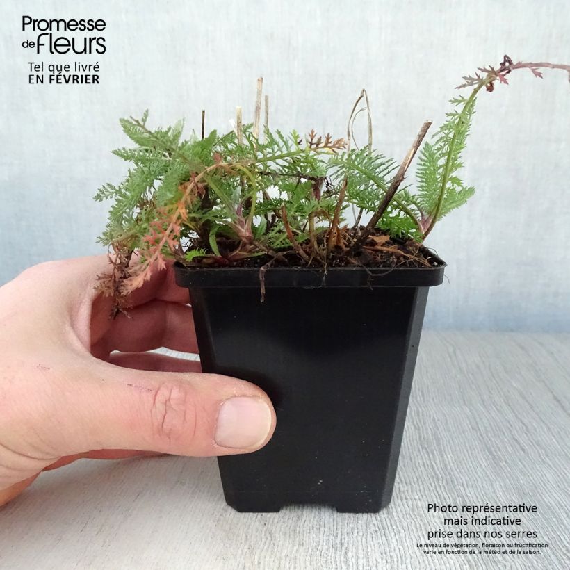 Amostra de Achillea millefolium Schneetaler Vaso de 8/9 cm tal como entregue no inverno