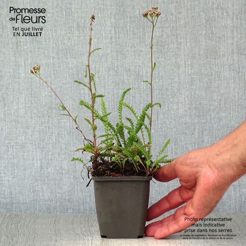 Amostra de Achillea millefolium White Beauty Vaso de 8/9 cm tal como entregue no verão