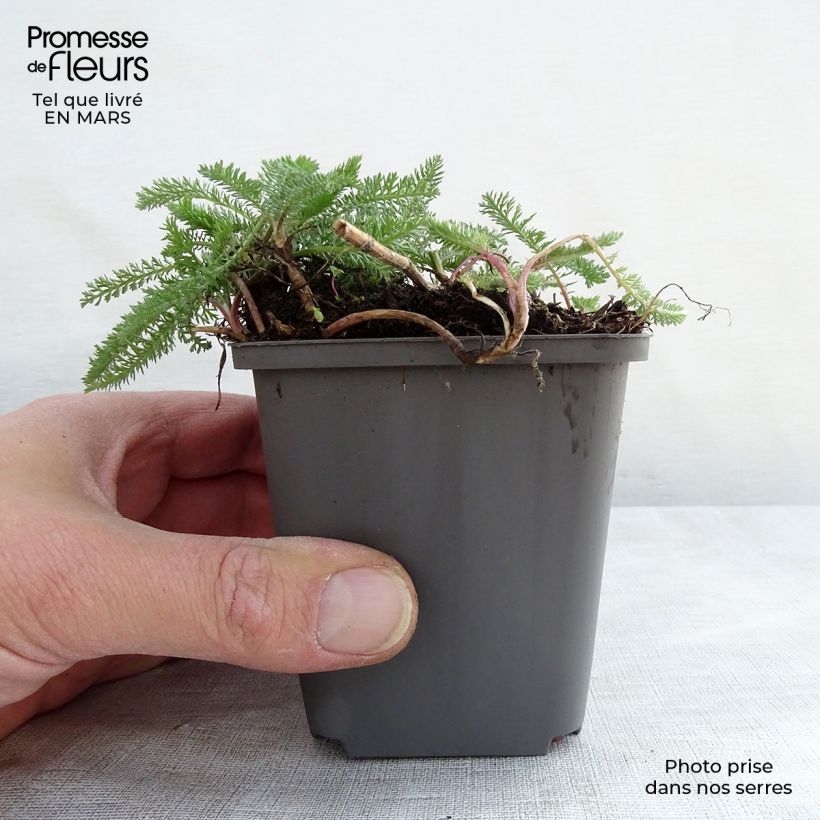 Amostra de Achillea millefolium White Beauty Vaso de 8/9 cm tal como entregue na primavera