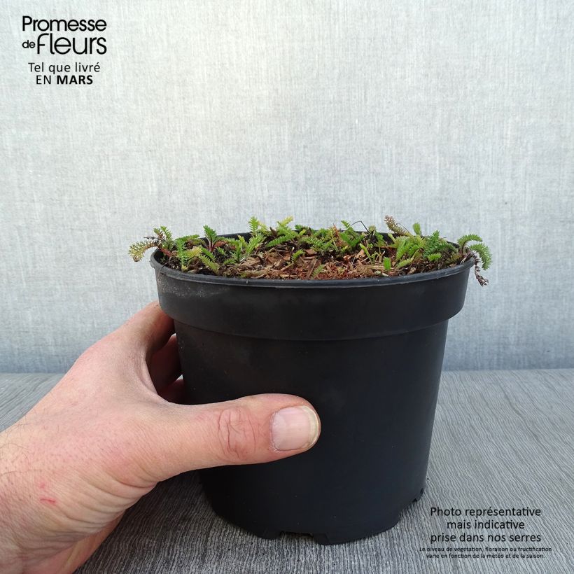 Amostra de Achillea millefolium White Beauty Vaso de 2 L/3 L tal como entregue no inverno