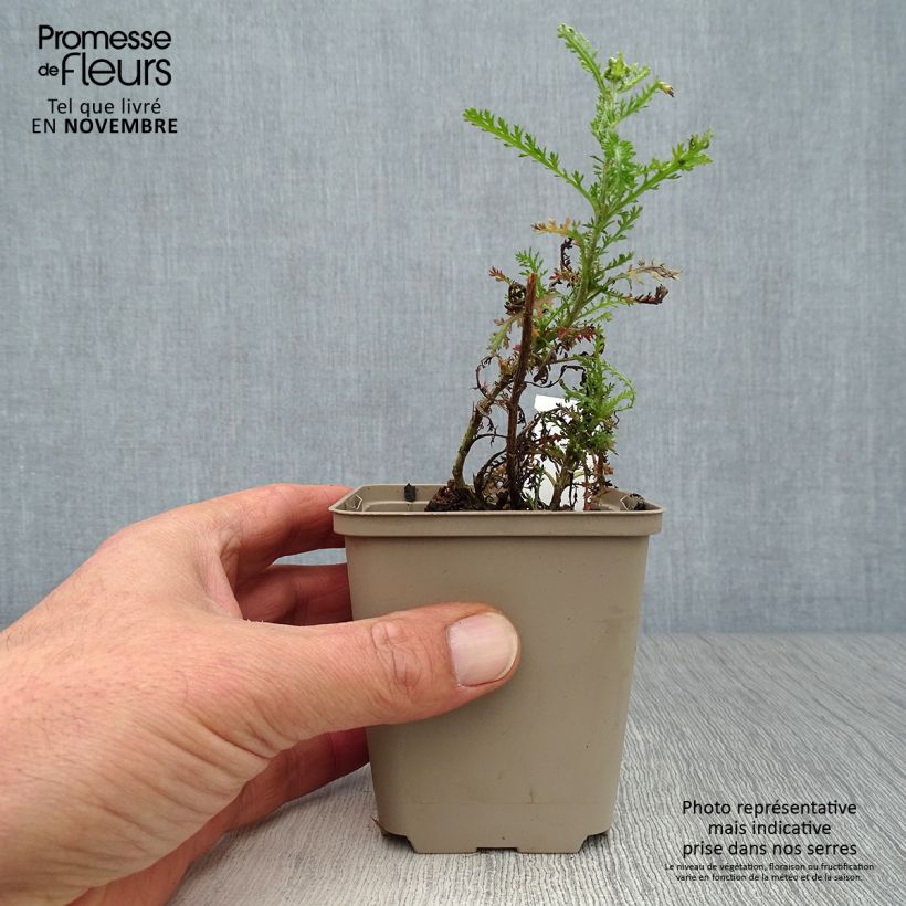 Amostra de Achillea millefolium Apricot Delight em sementes Vaso de 8/9 cm tal como entregue no outono