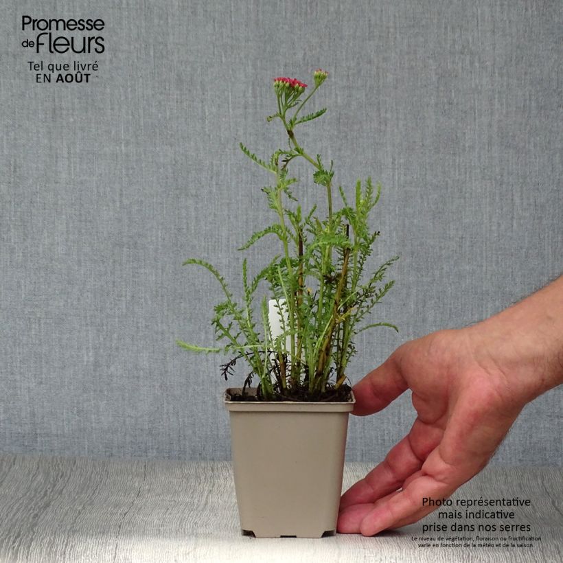 Amostra de Achillea millefolium Apricot Delight em sementes Vaso de 8/9 cm tal como entregue no verão