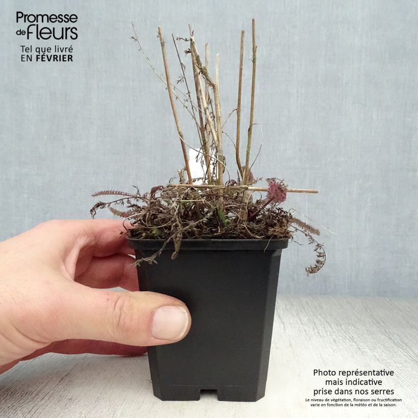 Amostra de Achillea millefolium Apricot Delight em sementes Vaso de 8/9 cm tal como entregue no inverno