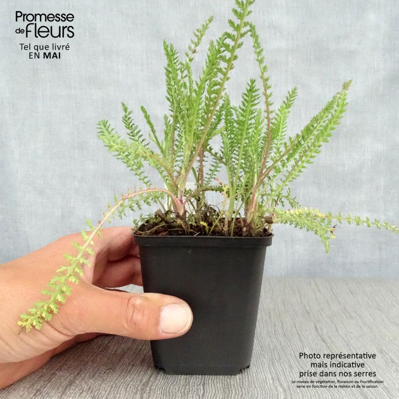 Amostra de Achillea millefolium Apricot Delight em sementes Vaso de 8/9 cm tal como entregue na primavera