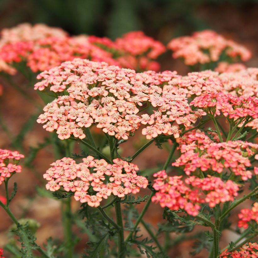 Achillea millefolium Apricot Delight em sementes (Floração)