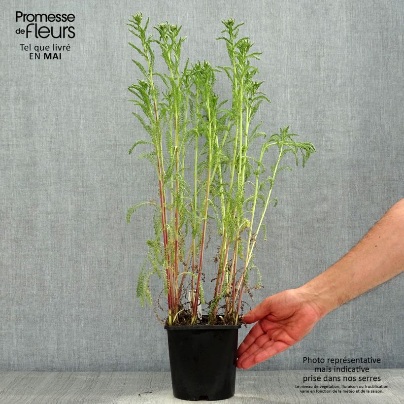 Amostra de Achillea millefolium Apricot Delight em sementes Vaso de 2 L/3 L tal como entregue na primavera