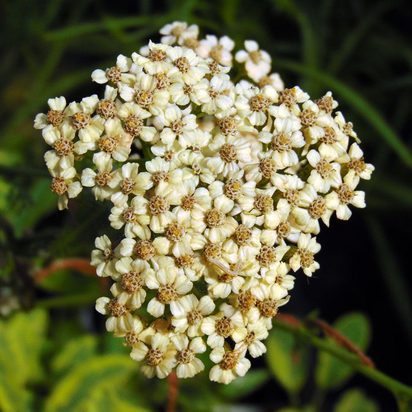 Achillea millefolium Apfelblute (Floração)