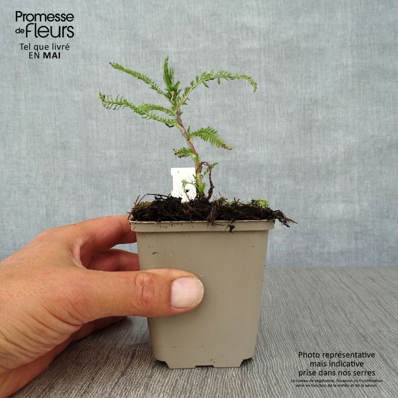 Amostra de Achillea millefolium Apfelblute Vaso de 8/9 cm tal como entregue na primavera