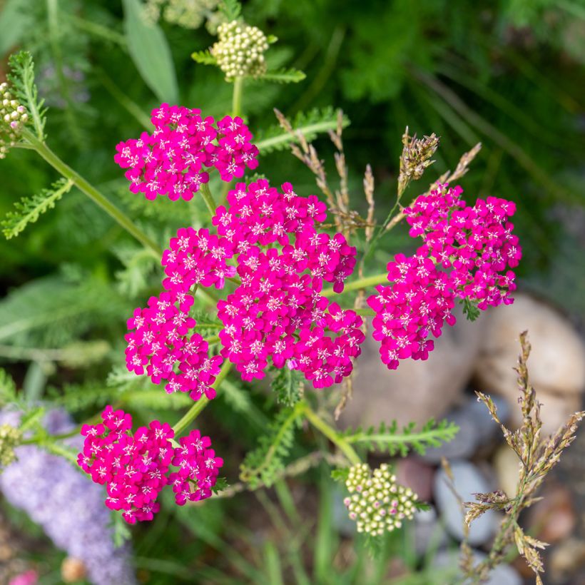 Achillea millefolium Cerise Queen (Floração)