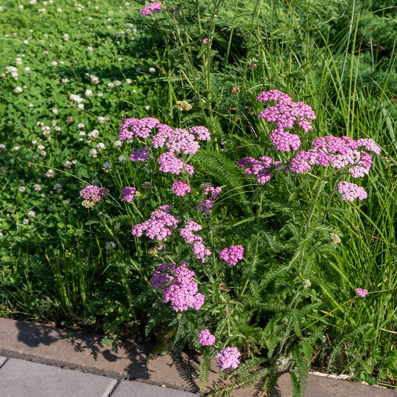 Achillea millefolium Cerise Queen (Hábito)