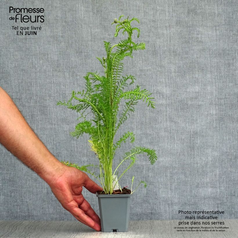 Amostra de Achillea millefolium Cerise Queen Vaso de 8/9 cm tal como entregue no verão