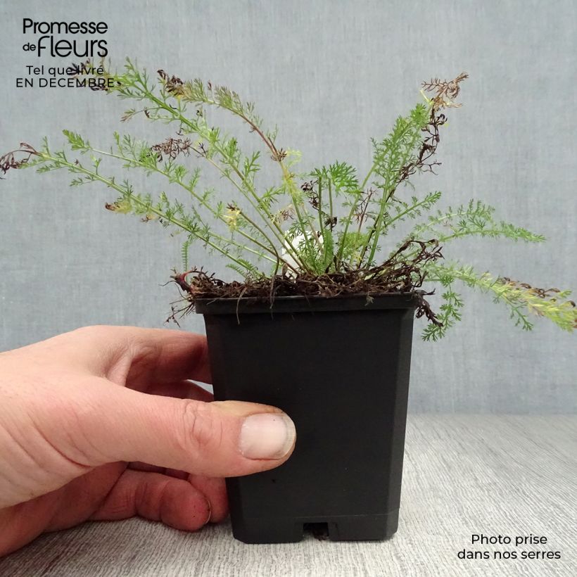 Amostra de Achillée millefolium Cerise Queen Vaso de 8/9 cm tal como entregue no inverno