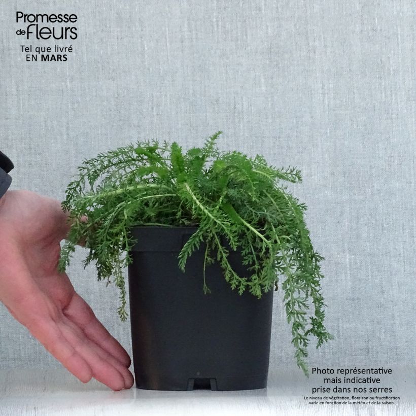 Amostra de Achillea millefolium Cerise Queen Vaso de 2 L/3 L tal como entregue na primavera