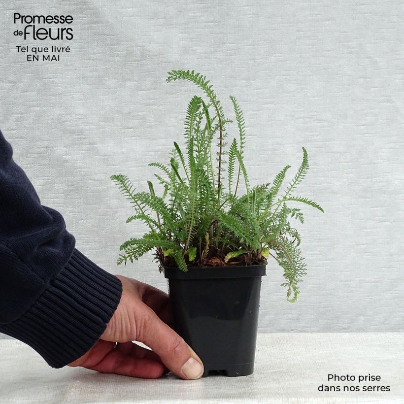 Amostra de Achillea millefolium Cerise Queen Vaso de 8/9 cm tal como entregue na primavera