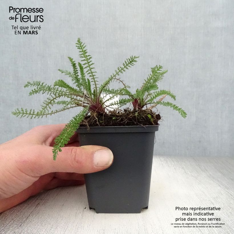 Amostra de Achillea millefolium Excel Vaso de 8/9 cm tal como entregue na primavera