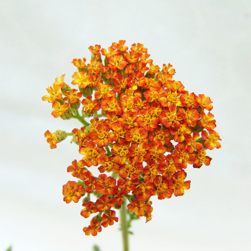 Achillea millefolium Feuerland (Floração)
