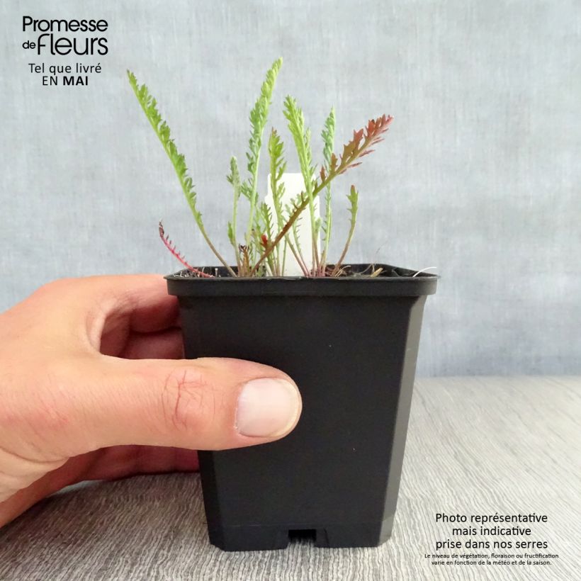 Amostra de Achillea millefolium Feuerland Vaso de 8/9 cm tal como entregue na primavera