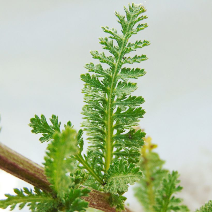 Achillea millefolium Heinrich Vogeler (Folhagem)
