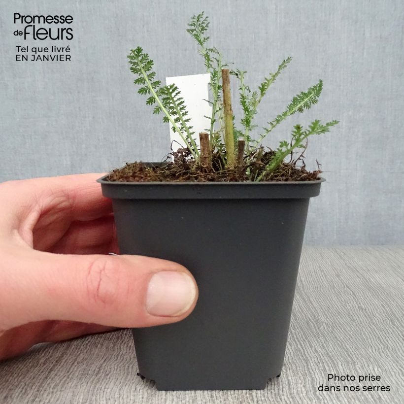 Amostra de Achillea millefolium Heinrich Vogeler Vaso de 8/9 cm tal como entregue no inverno