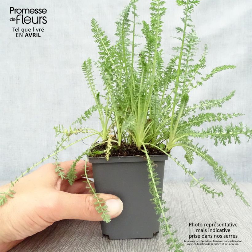 Amostra de Achillea millefolium Heinrich Vogeler Vaso de 8/9 cm tal como entregue na primavera