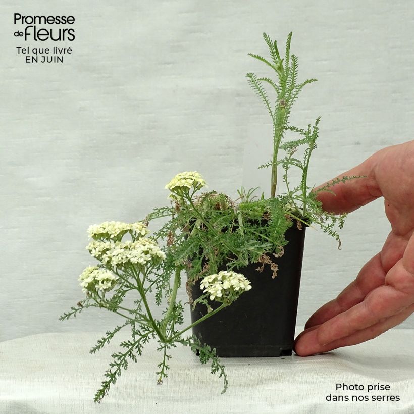 Amostra de Achillée millefolium Hella Glashoff Vaso de 8/9 cm tal como entregue no verão