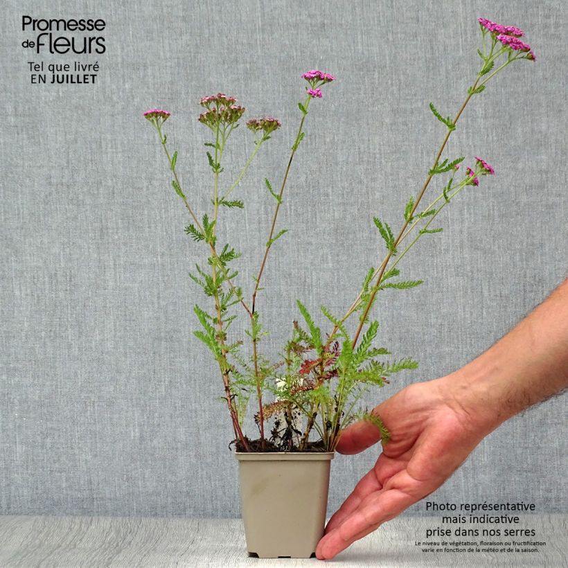 Amostra de Achillea millefolium Lilac Beauty Vaso de 8/9 cm tal como entregue no verão