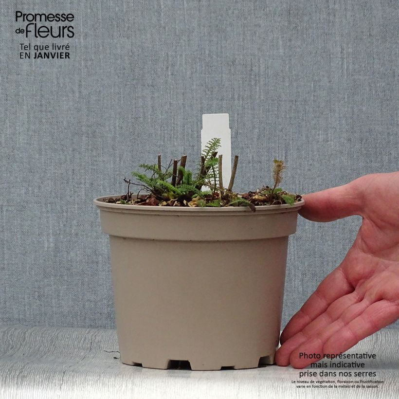 Amostra de Achillée millefolium Lilac Beauty Vaso de 2 L/3 L tal como entregue no inverno