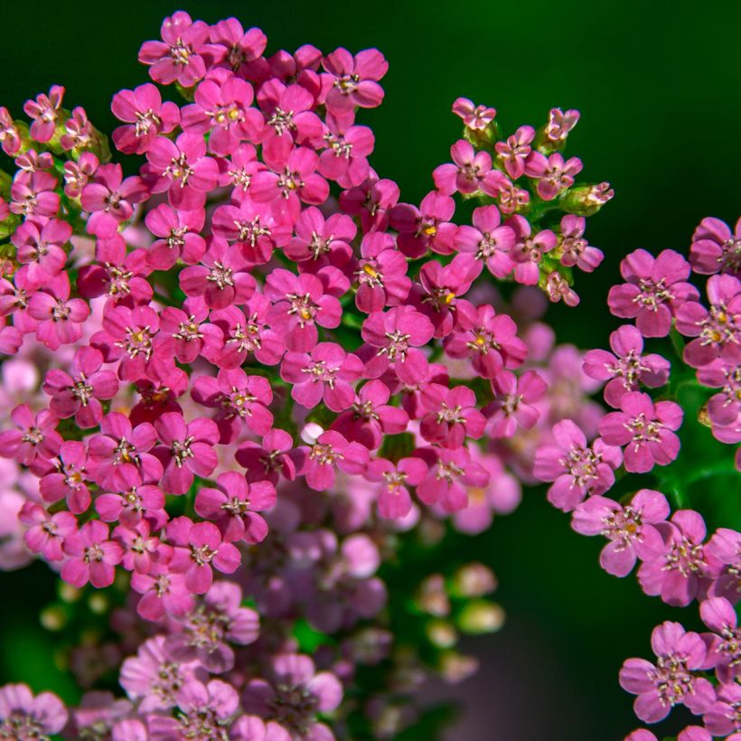 Achillea millefolium Lilac Beauty (Floração)