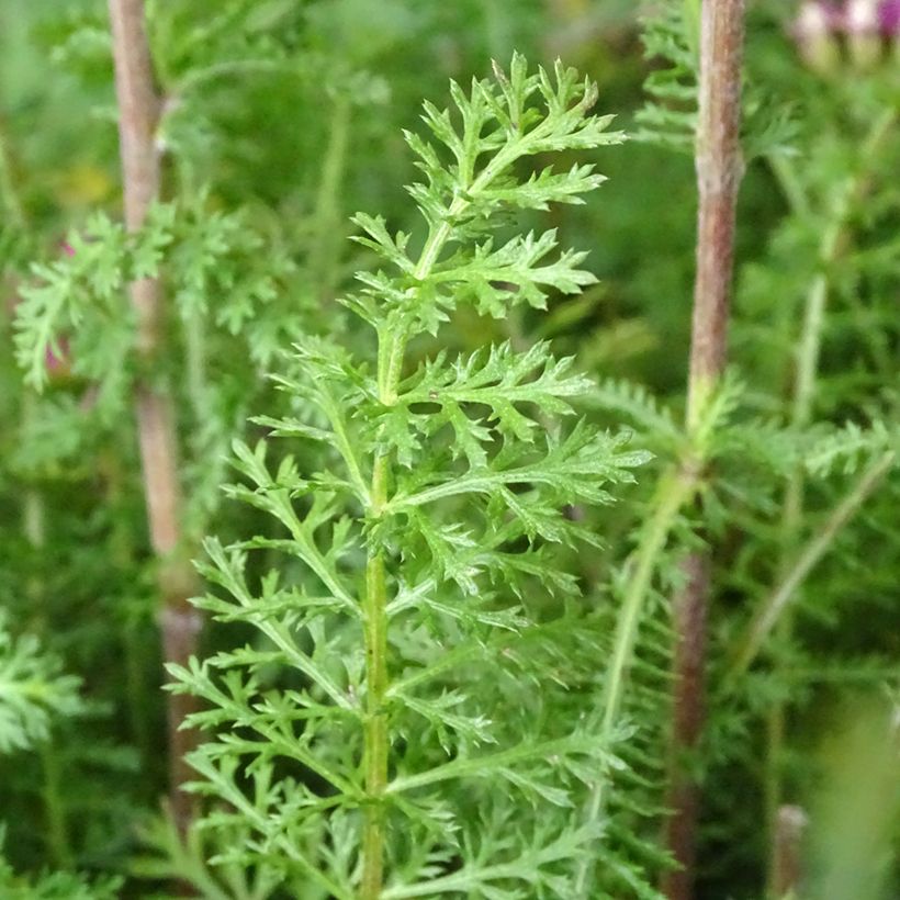 Achillea millefolium New Vintage Violet (Folhagem)