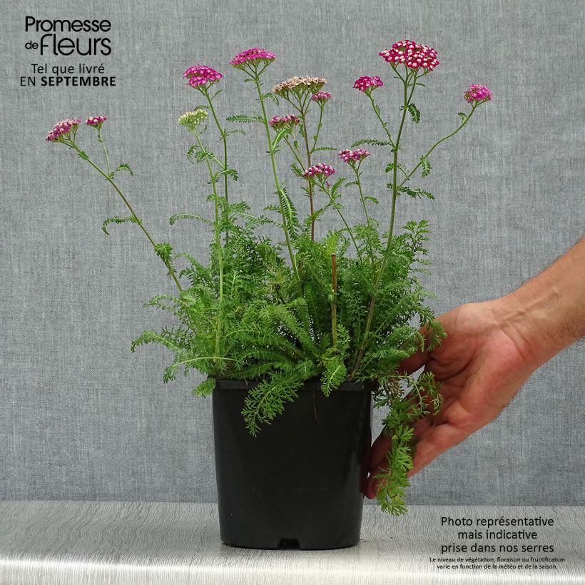 Amostra de Achillea millefolium New Vintage Violet Vaso de 2 L/3 L tal como entregue no outono