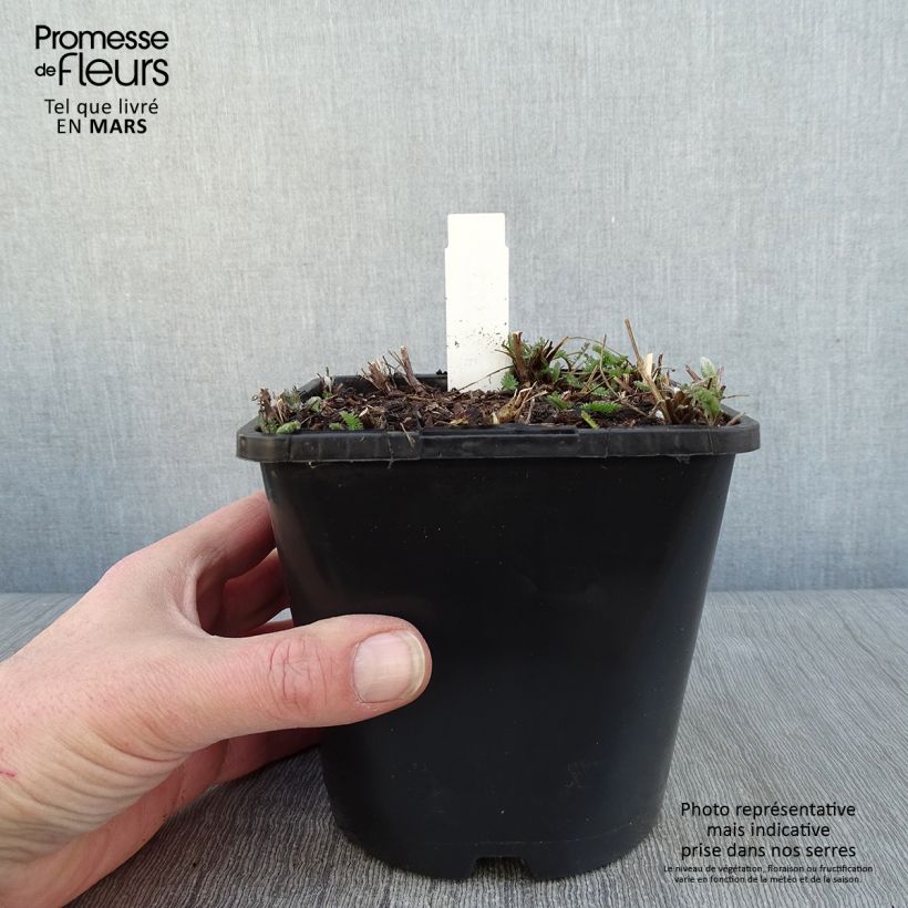 Amostra de Achillée millefolium New Vintage Violet Pot de 2L/3L tal como entregue no inverno