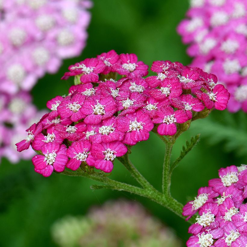 Achillea millefolium New Vintage Violet (Floração)