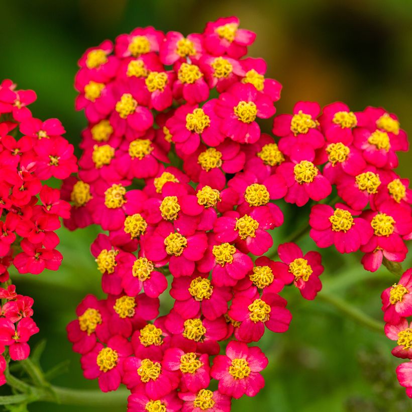 Achillea millefolium Paprika (Floração)