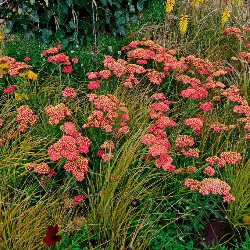 Achillea millefolium Paprika (Hábito)
