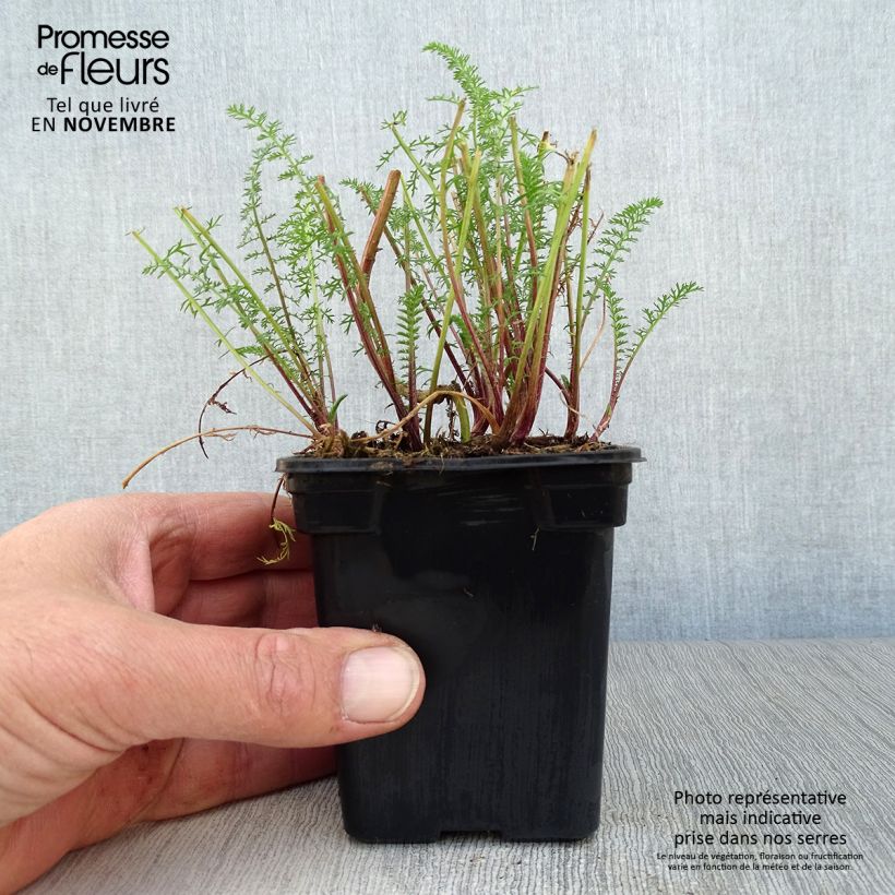 Amostra de Achillea millefolium Paprika Vaso de 7/8 cm tal como entregue no outono