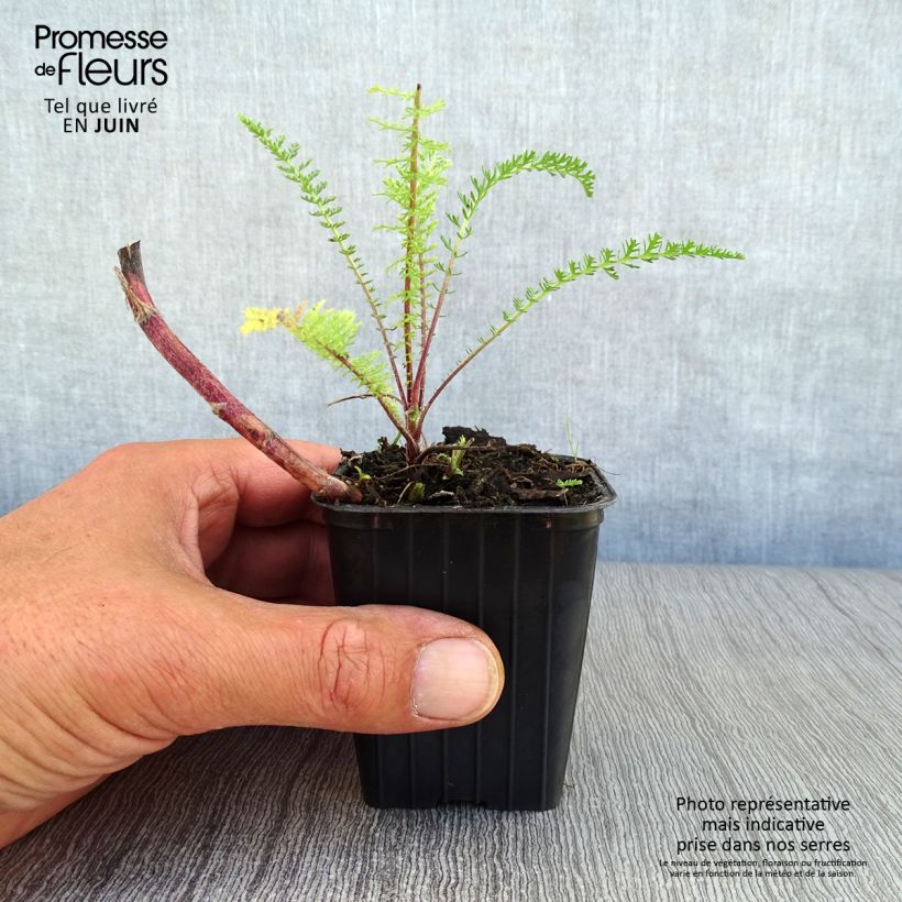 Amostra de Achillea millefolium Paprika Vaso de 7/8 cm tal como entregue no verão