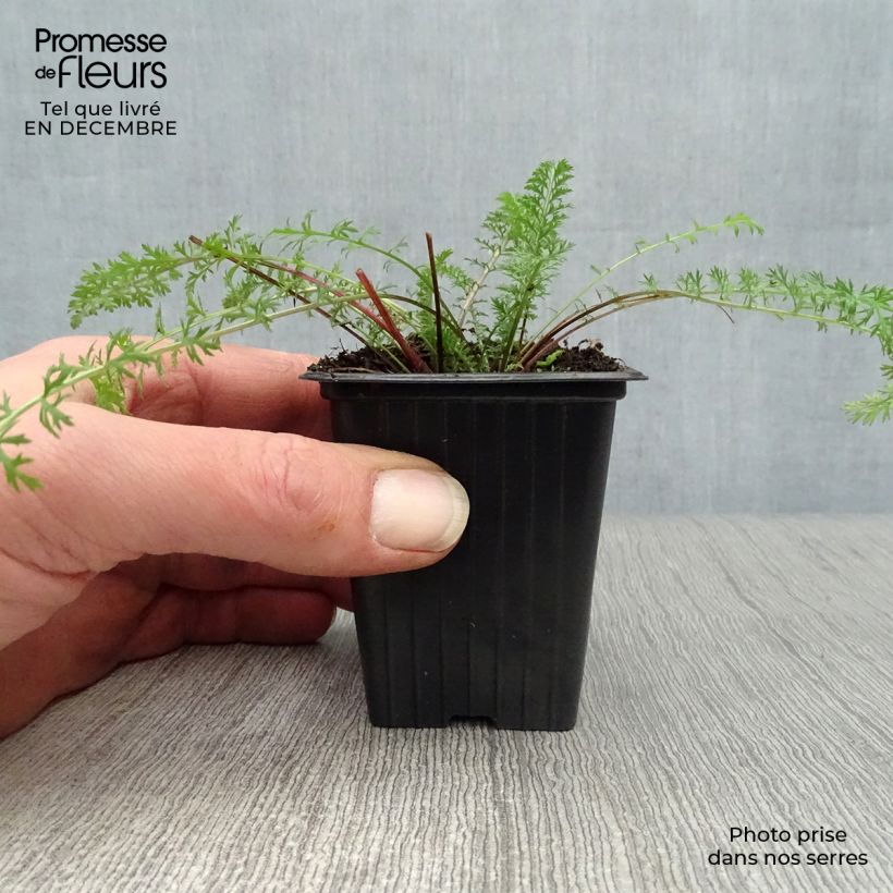 Amostra de Achillea millefolium Paprika Vaso de 7/8 cm tal como entregue no inverno