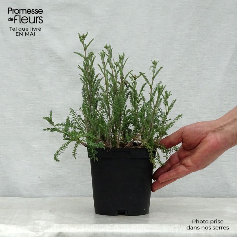 Amostra de Achillea millefolium Paprika Vaso de 2 L/3 L tal como entregue na primavera