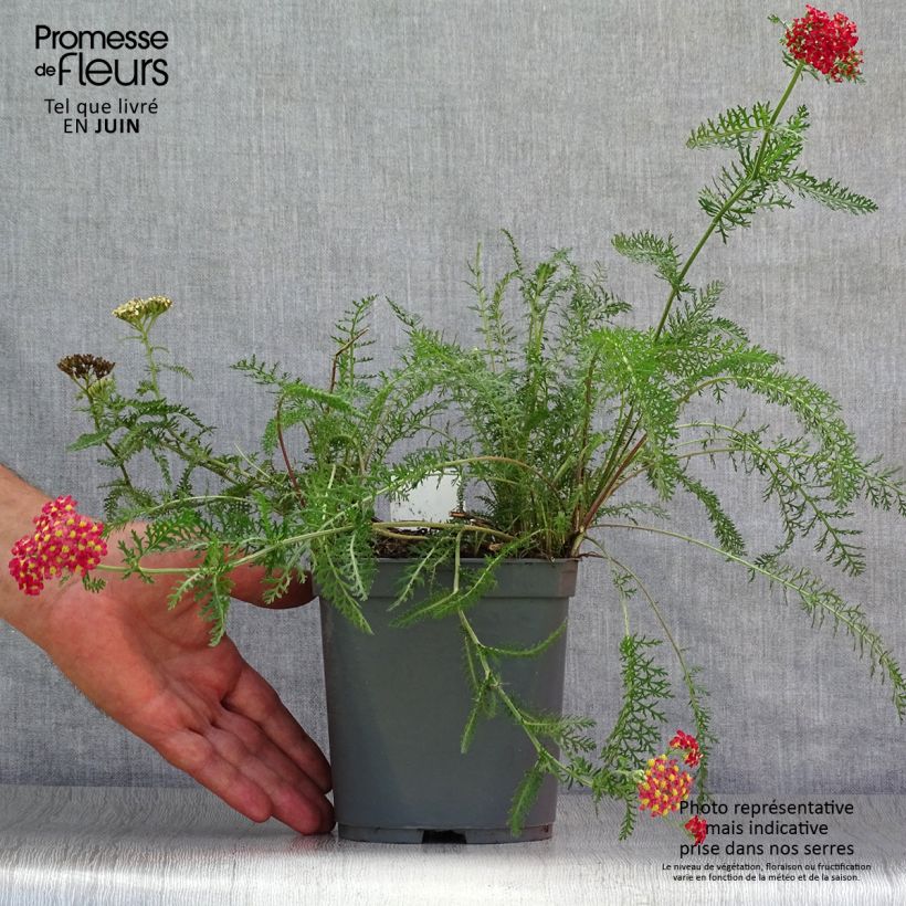 Amostra de Achillea millefolium Paprika Vaso de 2 L/3 L tal como entregue no verão